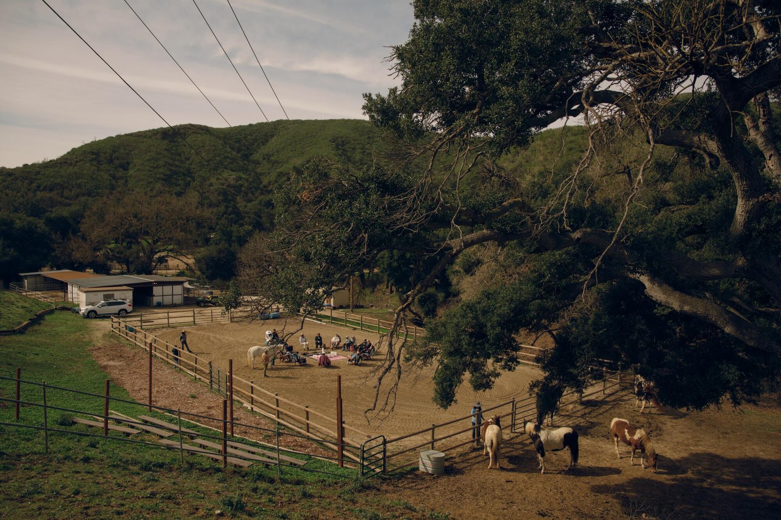 The fenced-off horses drift towards the sound of Alison Ungaro's singing bowls.