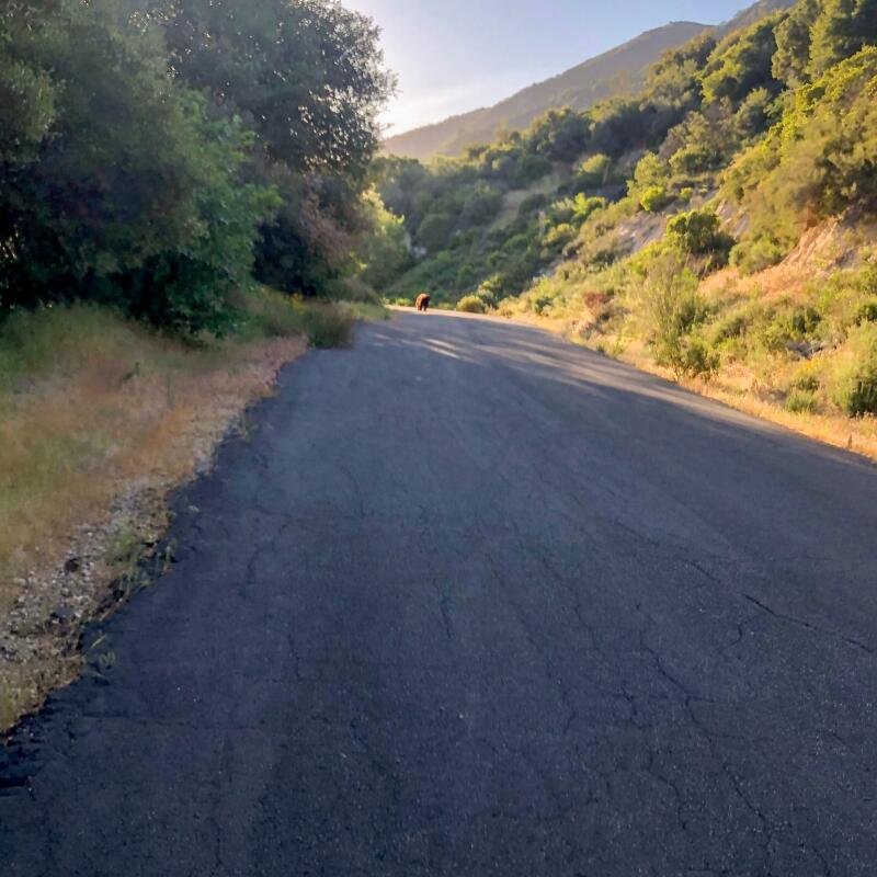 Pinedo continued to blow a whistle as she backed up toward her car, eventually finding safety.