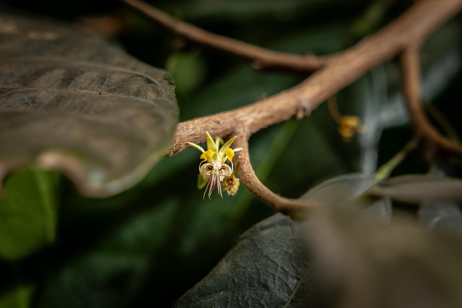 A flower on a cacao tree.