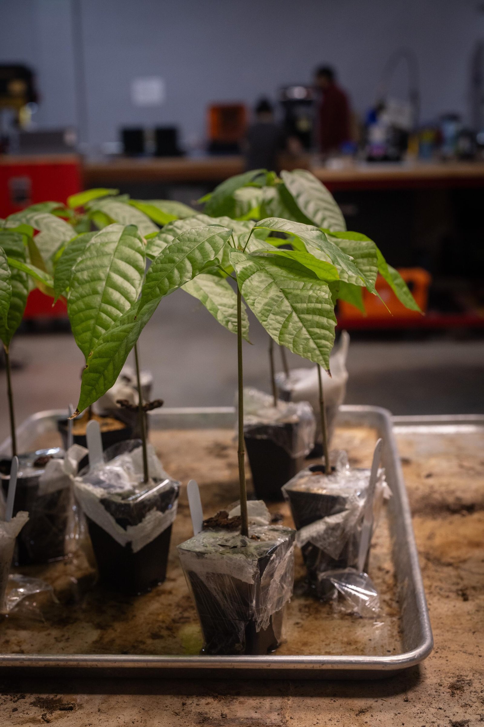 Cocoa tree saplings in containers on a tray in a lab