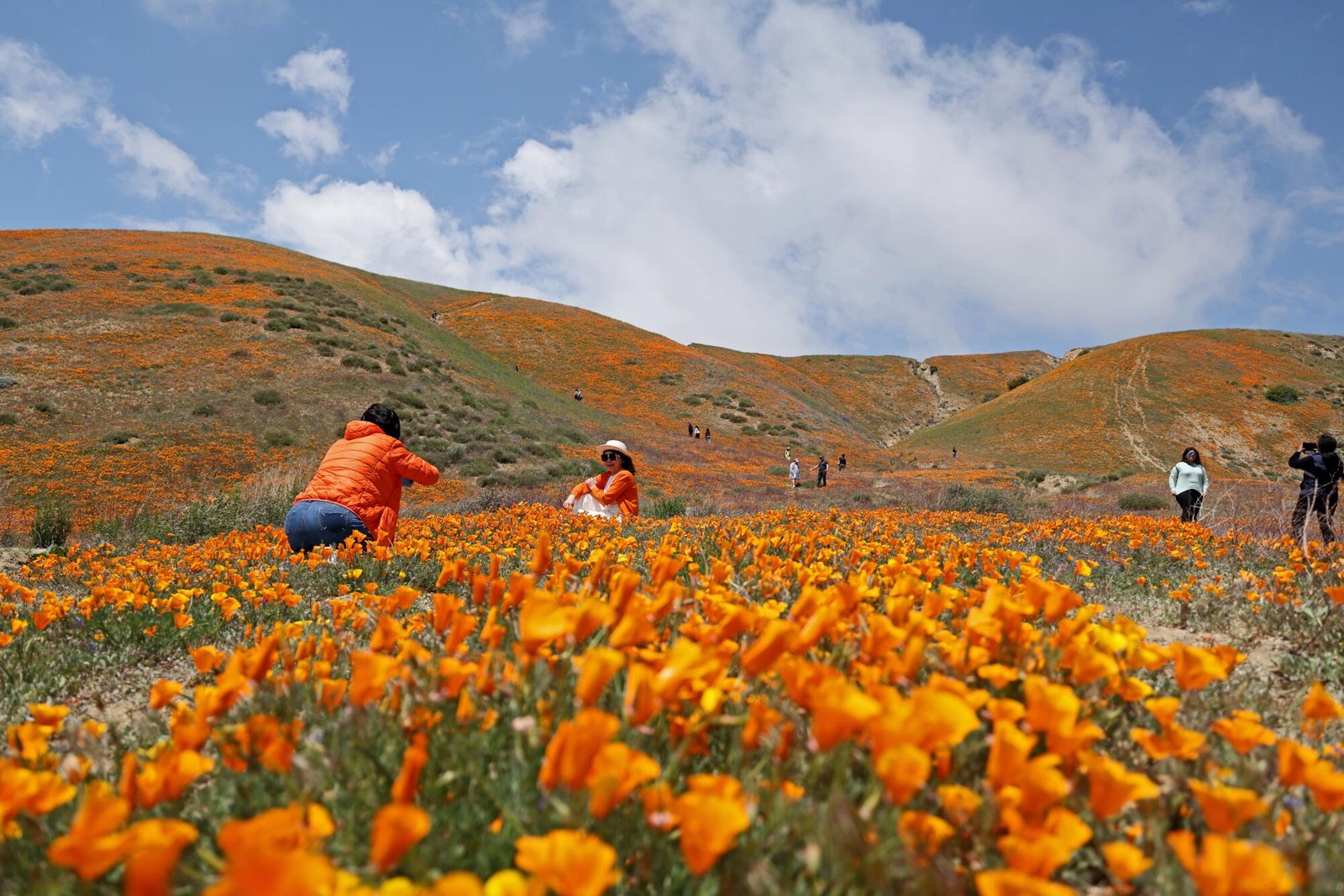 If you decide to see the bloom at Elizabeth Lake, make sure to leave no trace.