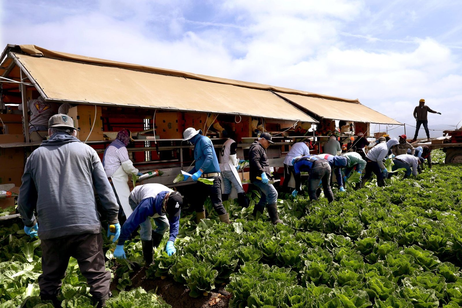 More than a dozen migrant workers harvest and bag romaine lettuce.