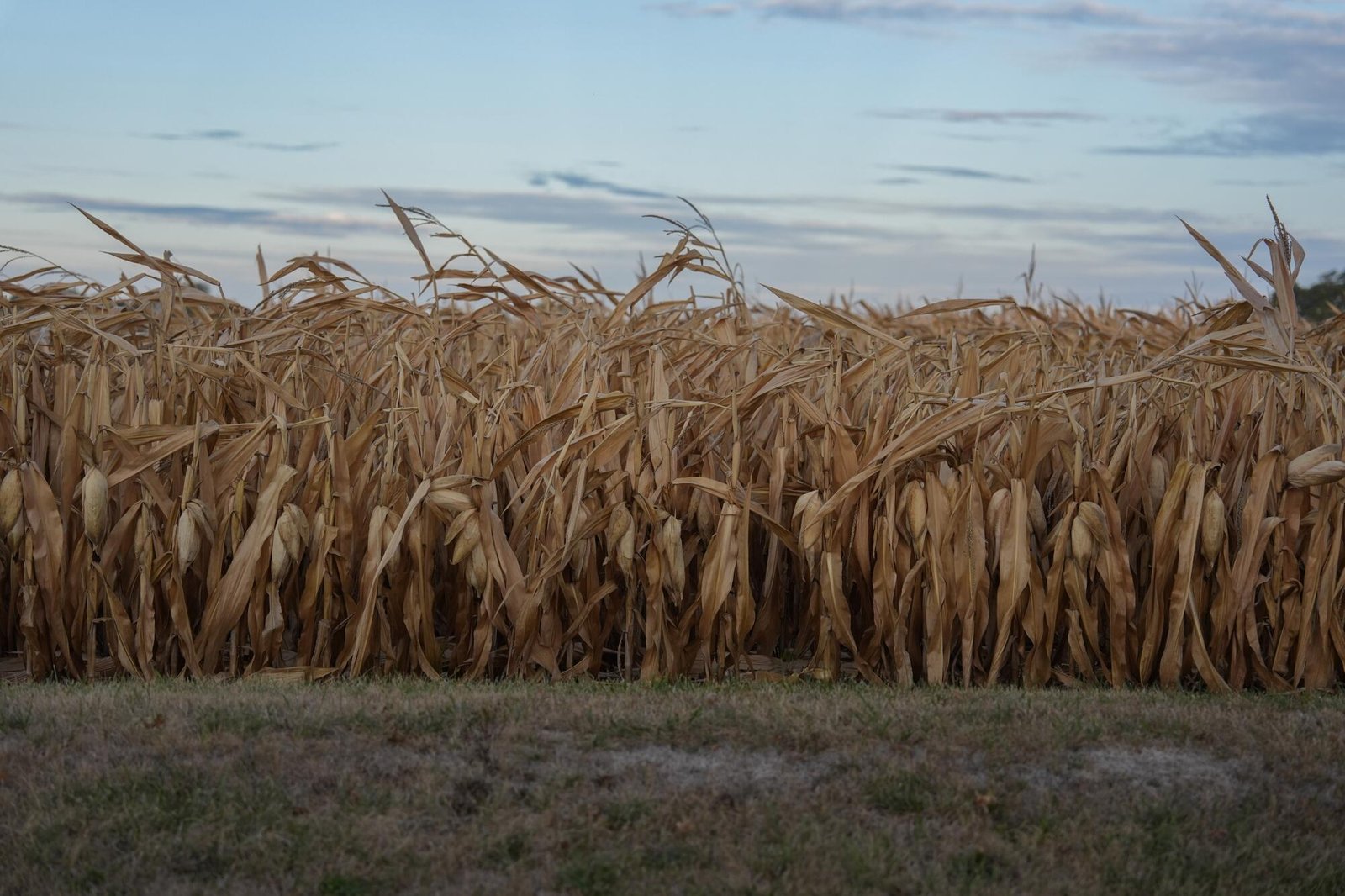 Dry corn grows in a field during a 2024 drought in Washington Court House, Ohio.
