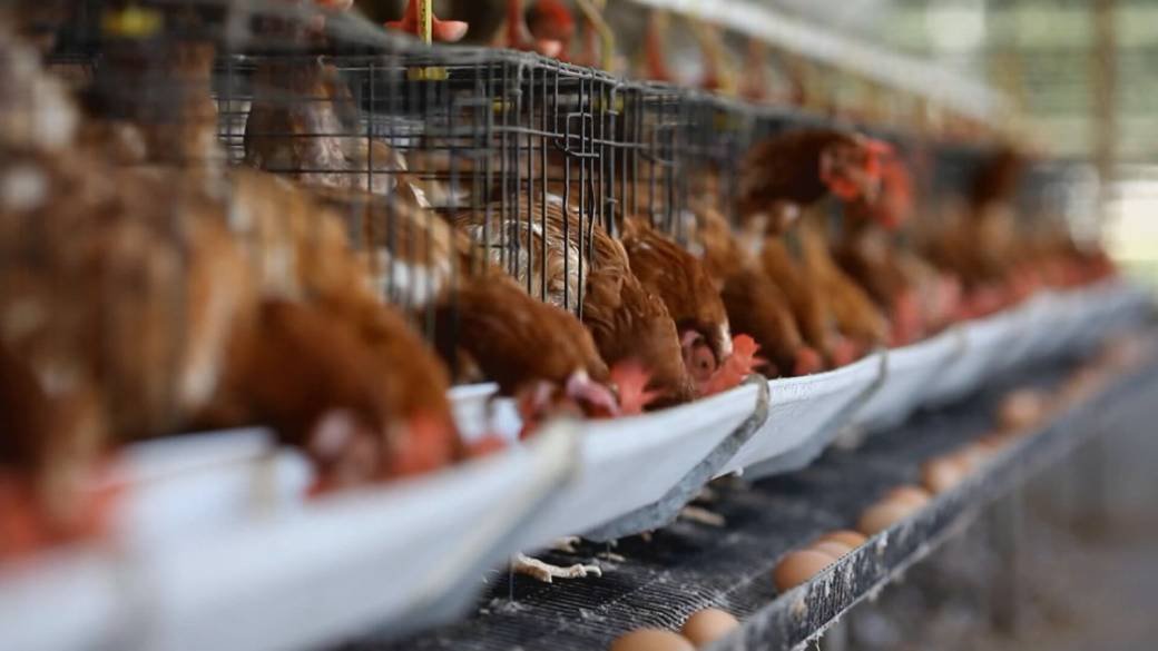 Click to play video: 'Health Matters: Officials in Canada and U.S. comparing avian flu strains of severe and fatal cases'