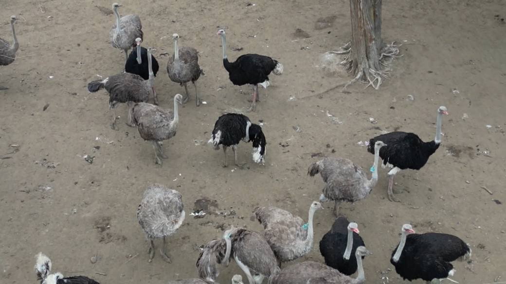 Click to play video: 'B.C. ostrich farm to appeal cull order'