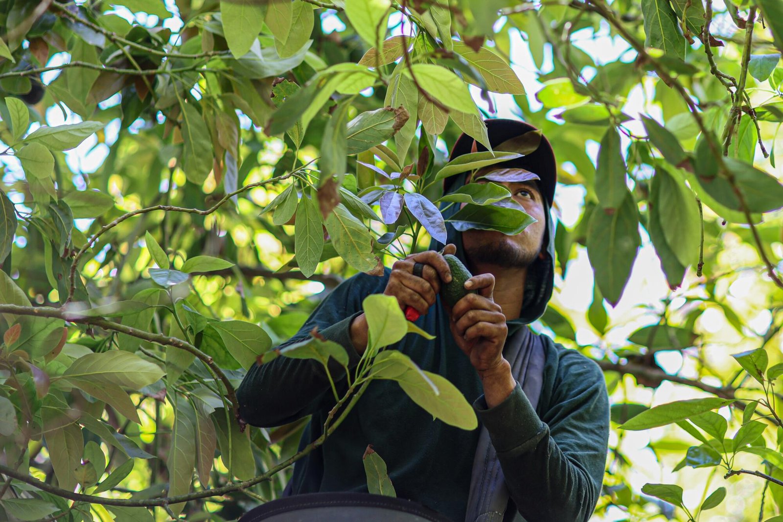 A worker picks avocados.