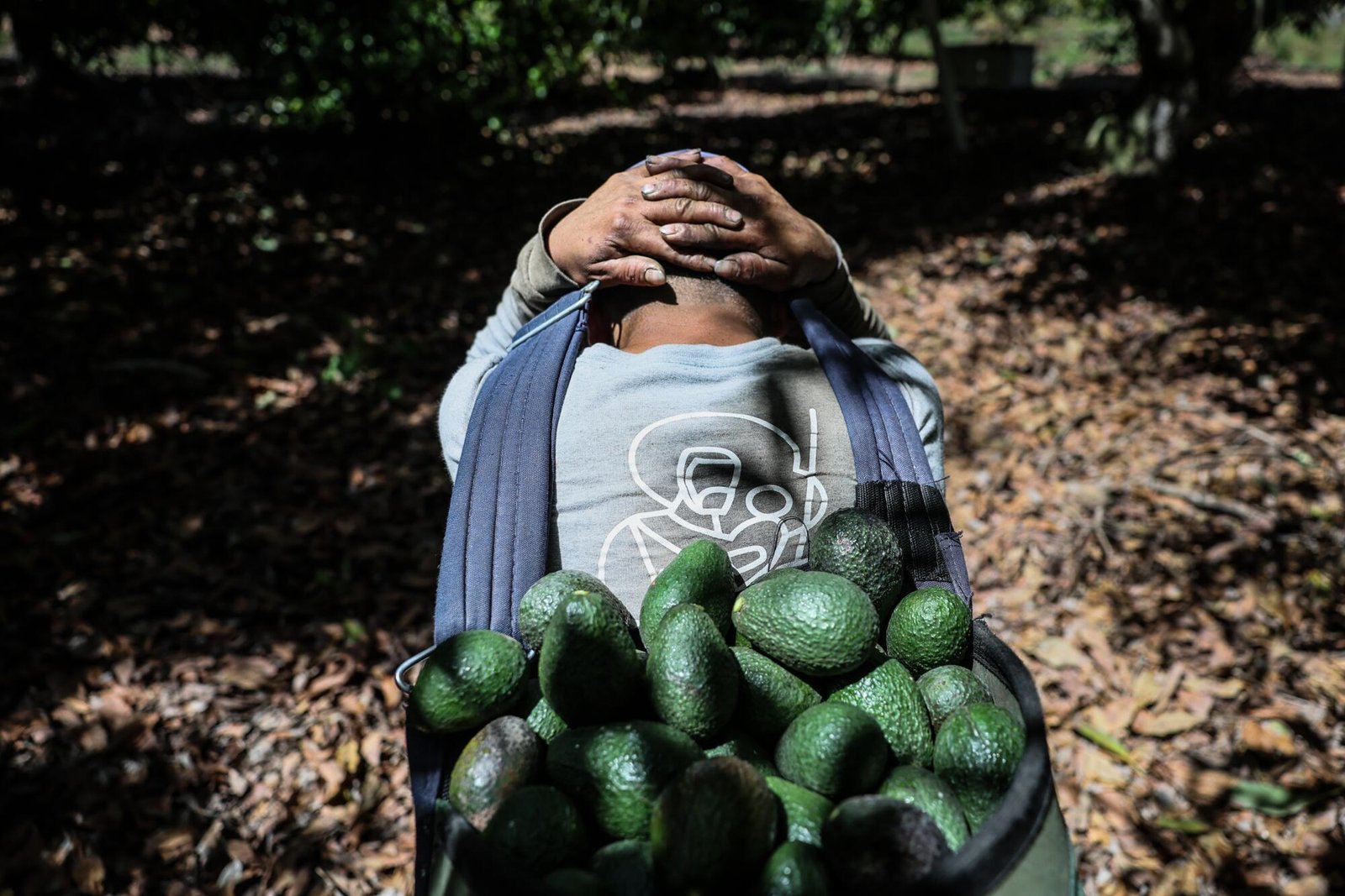 A man carries a bag of avocadoes on his back.