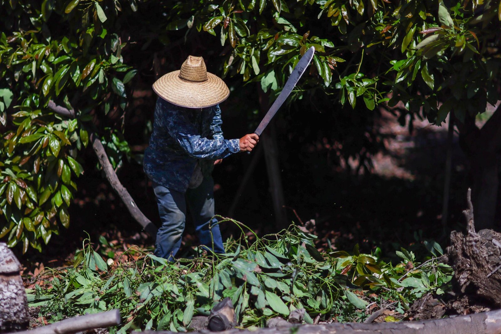 A worker chops fallen tree branches.