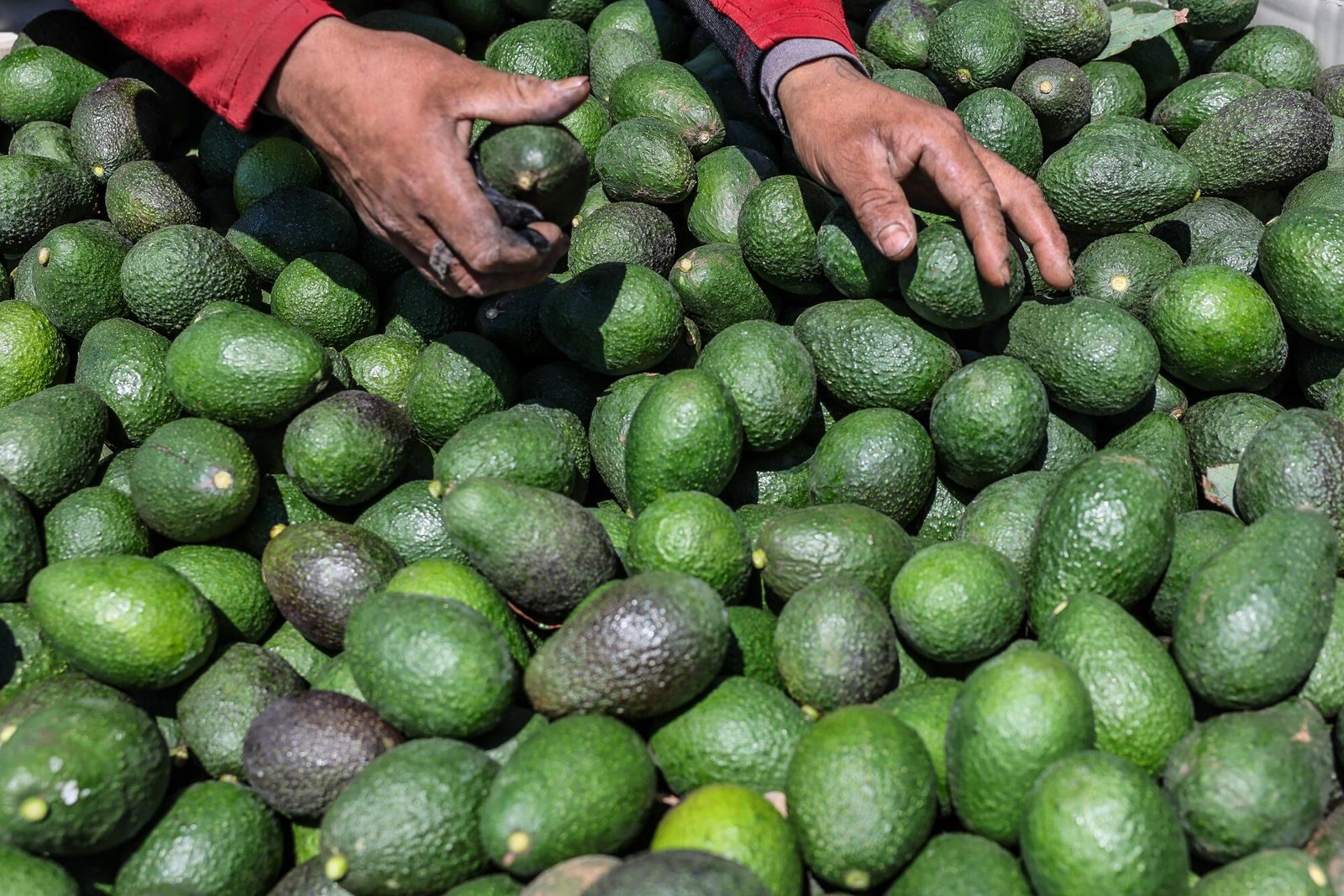 A container filled with harvested avocados. 
