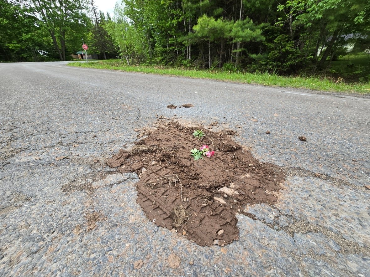 A rural road has pink flowers sticking up out of a pothole with dirt around them.