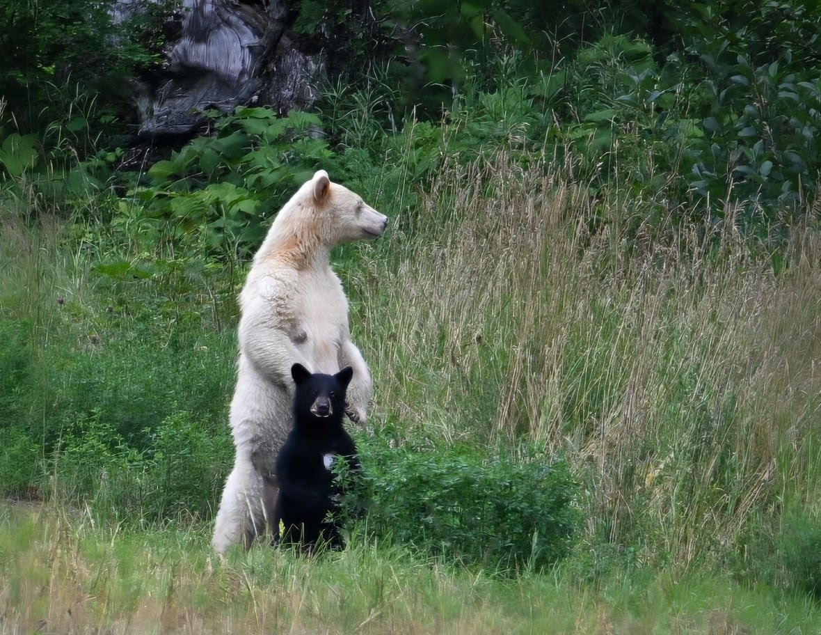 A white adult bear standing with a black bear cub.