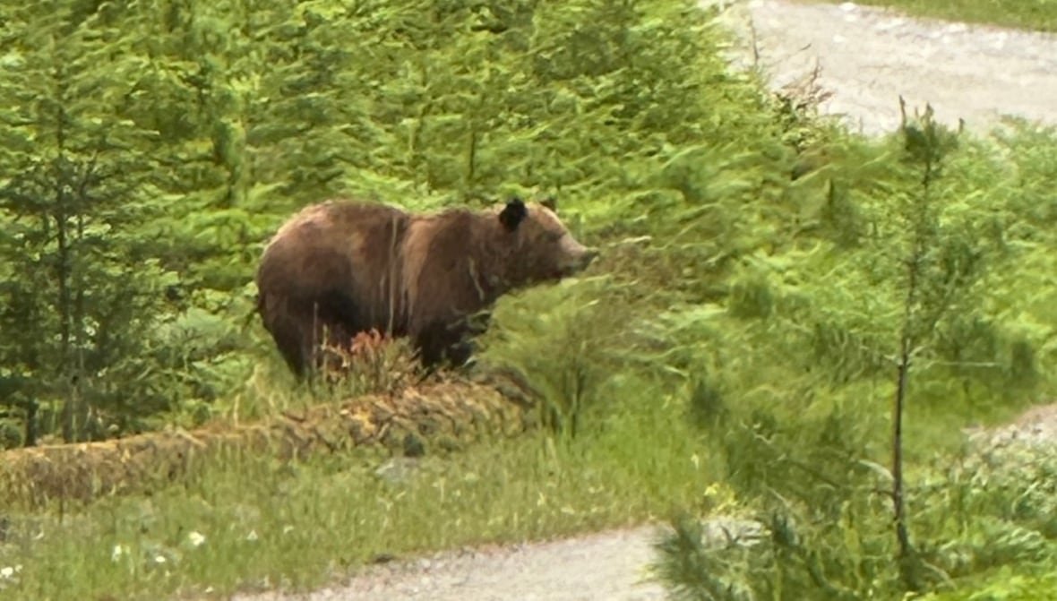 A grizzly bear stands amid greenery at the edge of a dirt road.