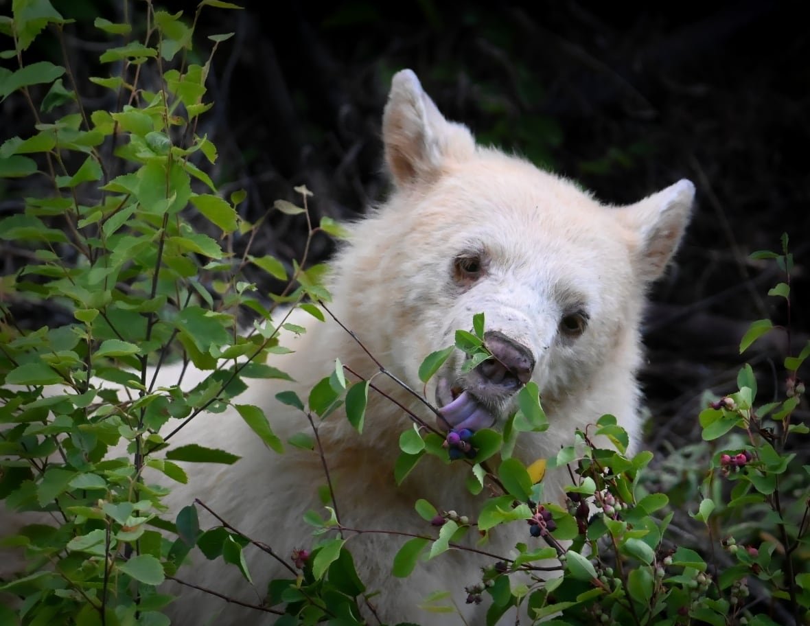 A white bear licks berries.