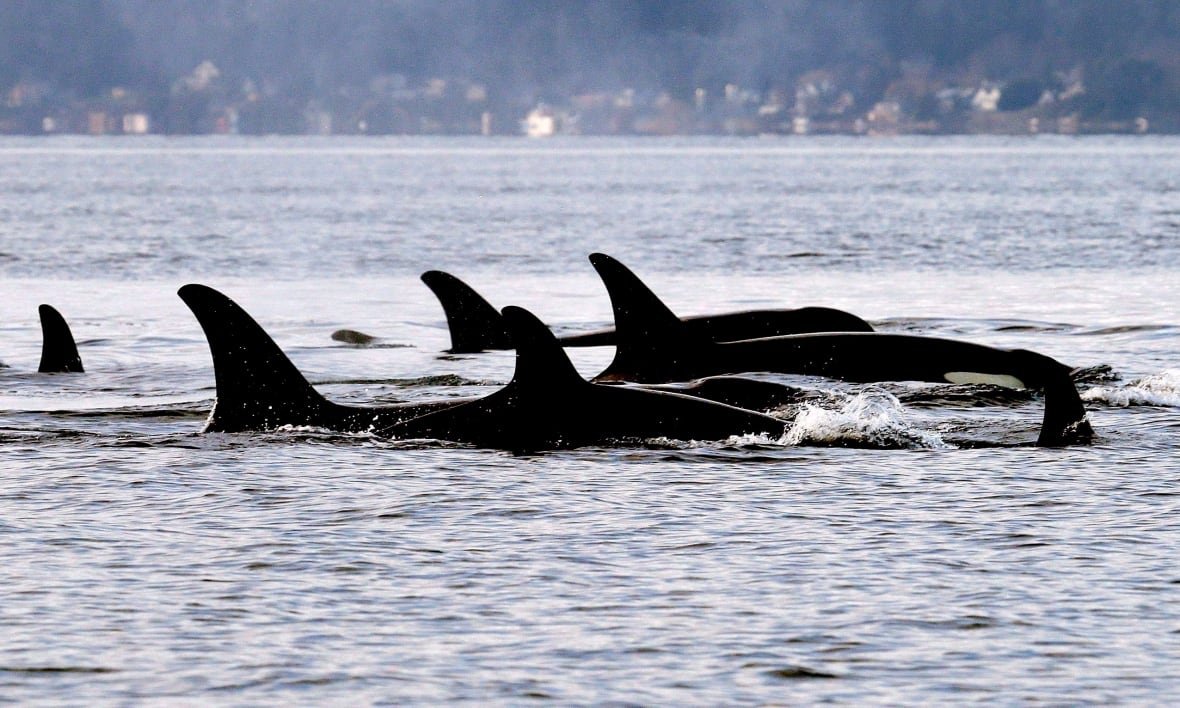 A group of orcas swim through the ocean.