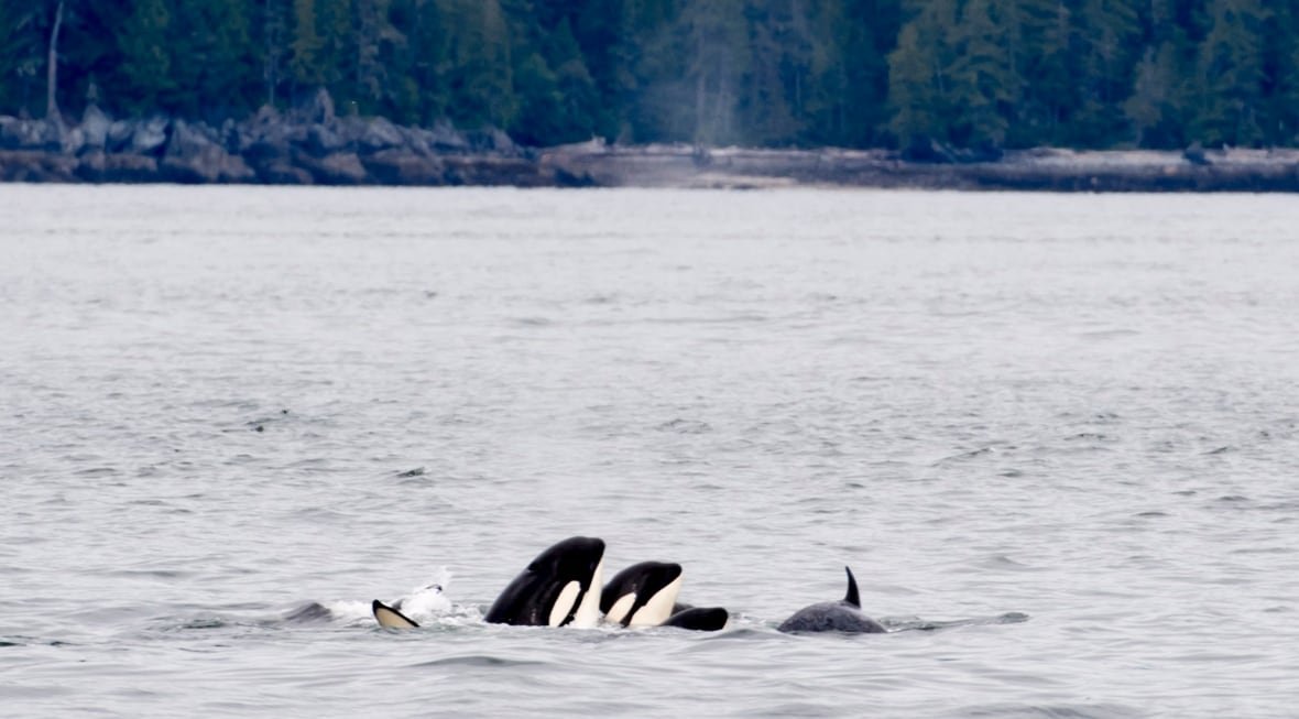 The heads of two orca whales are seen beside each other in an ocean.