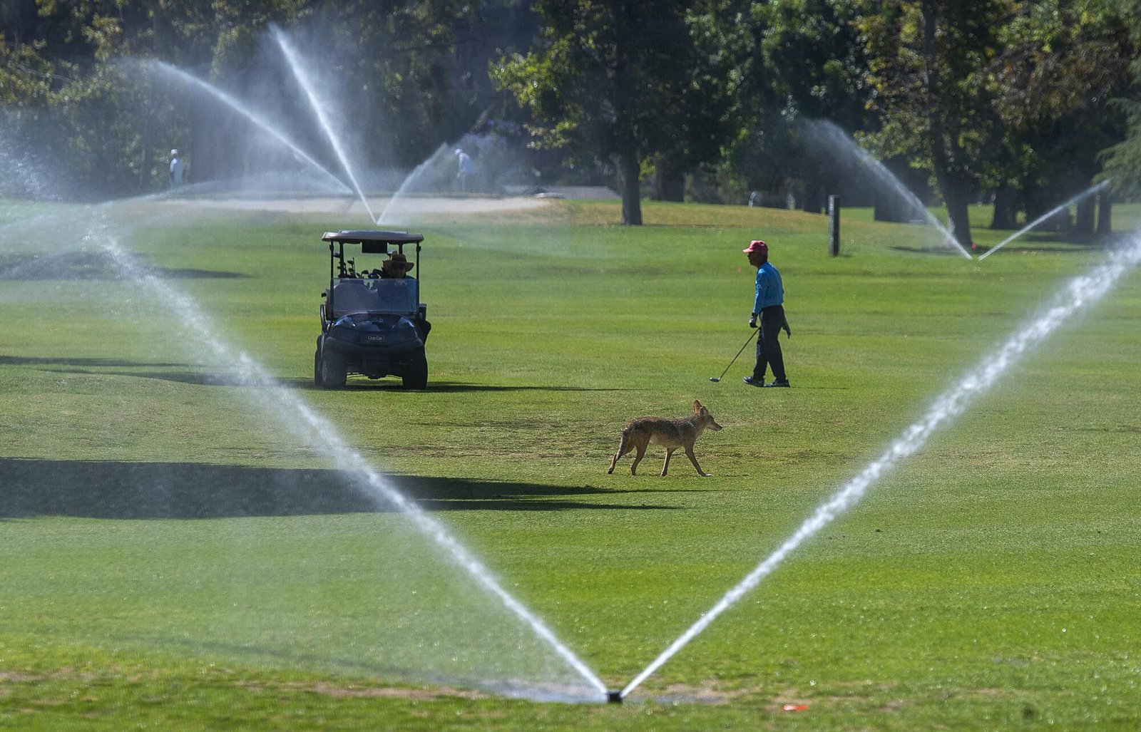 A coyote wanders onto the fairway, with the sprinklers turned, on as a golfer makes his way back to his cart at Griffith Park