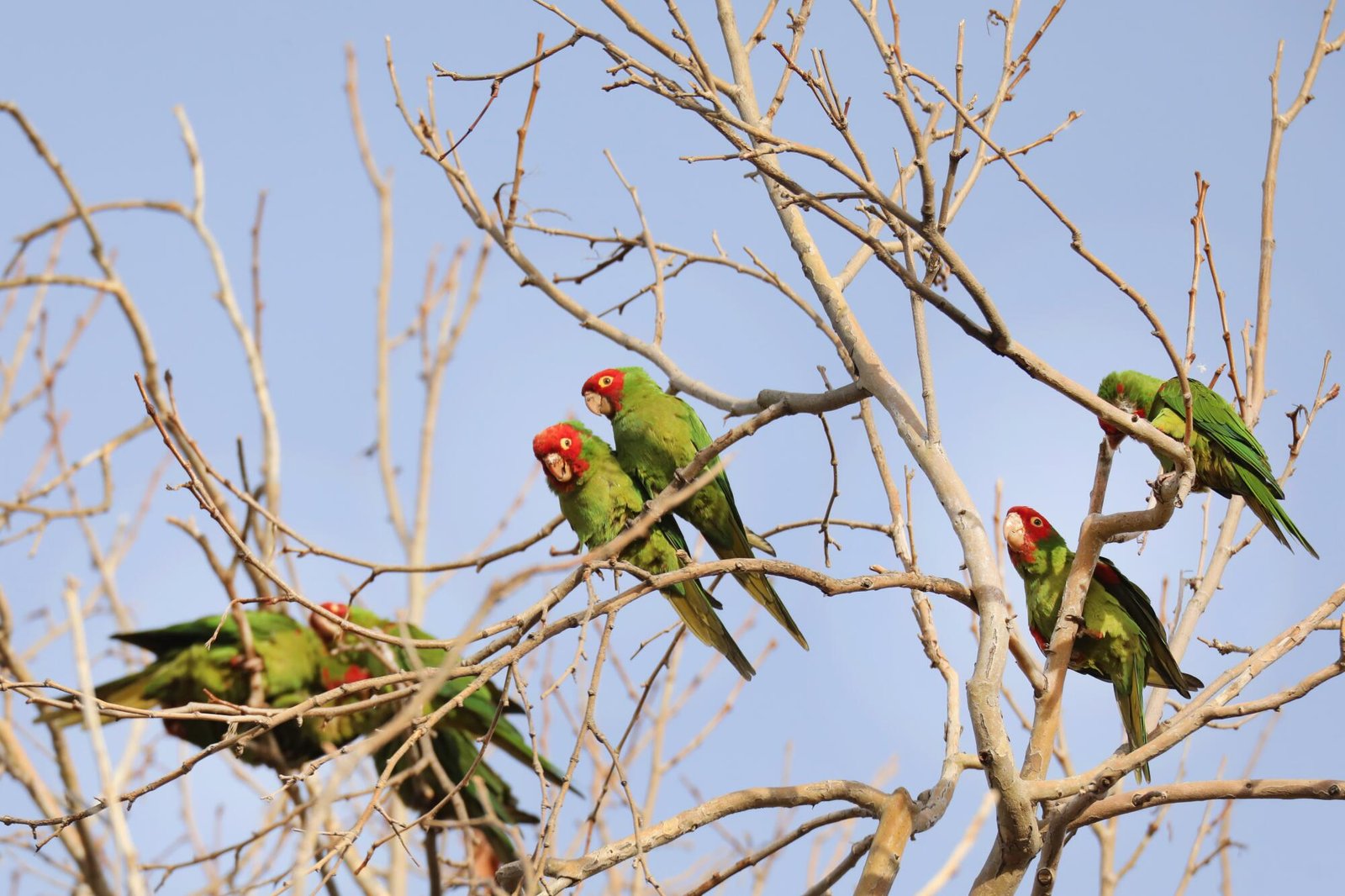 Seasonal parrots gather in a roost in Temple City, where their loudness can be overwhelming, in January 2023.