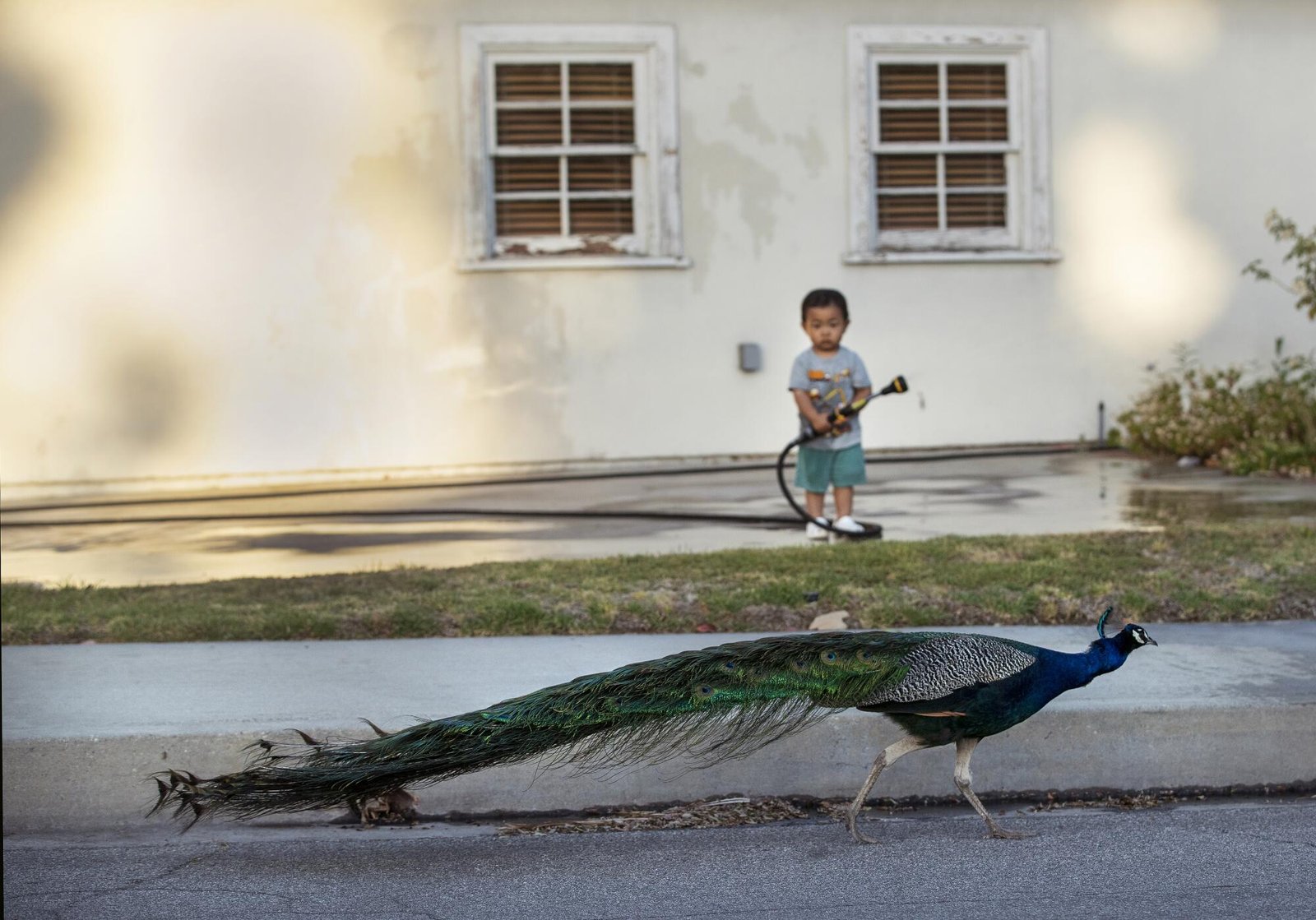 A male peacock makes its way past Ian Choi, 21 months old, standing in front of his home on Altura Road in Arcadia.
