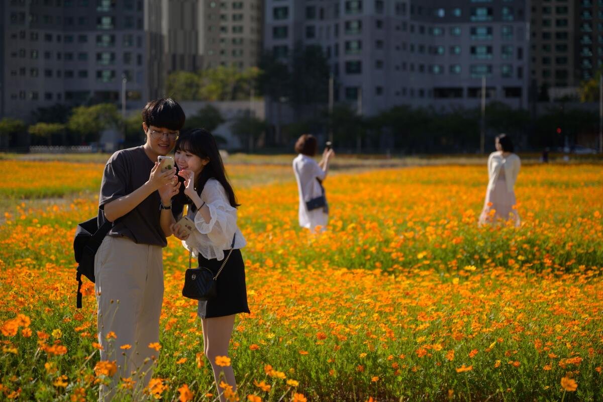 People pose for photos among a field of cosmos flowers in front of high-rise apartment buildings in Goyang, west of Seoul.