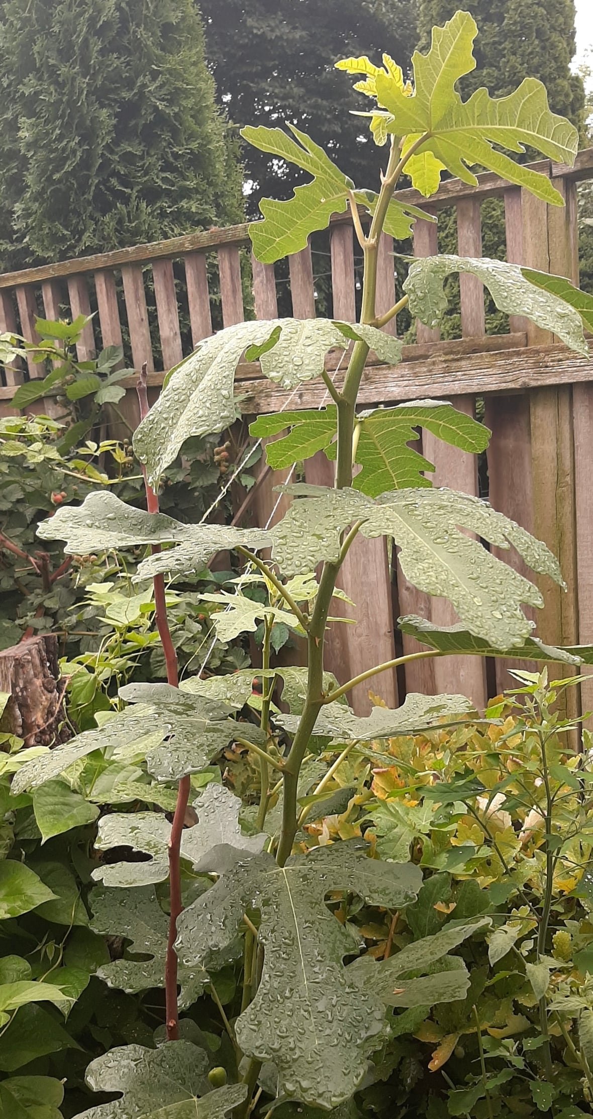 Rhonda Teitel-Payne, co-coordinator of Toronto Urban Growers, tried growing this fig tree in her backyard.