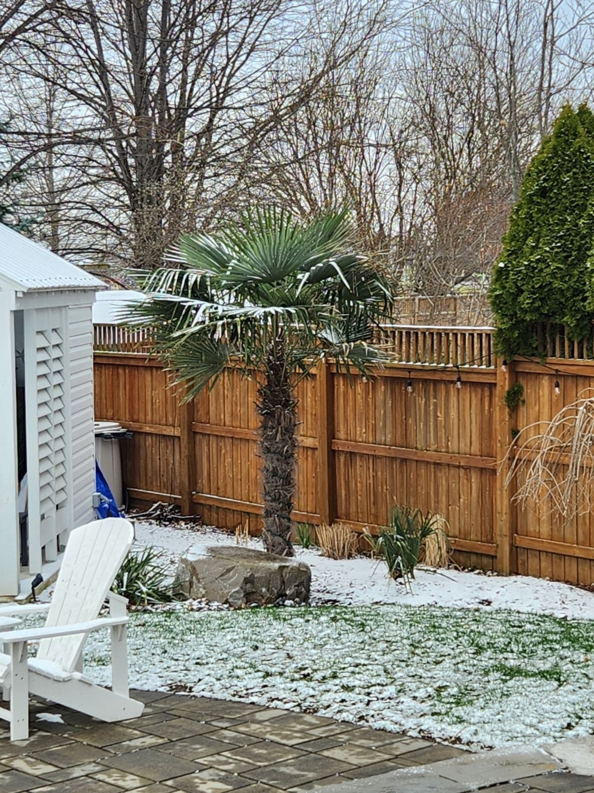One of Dan Richard's hardy palms, braving the Canadian winter. Plant hardiness zones have shifted across much of Canada, opening up opportunities for growers.
