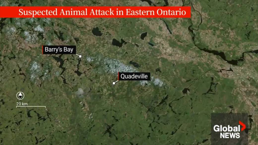 Click to play video: 'Ontario child suffers potentially life-threatening injuries in suspected animal attack'