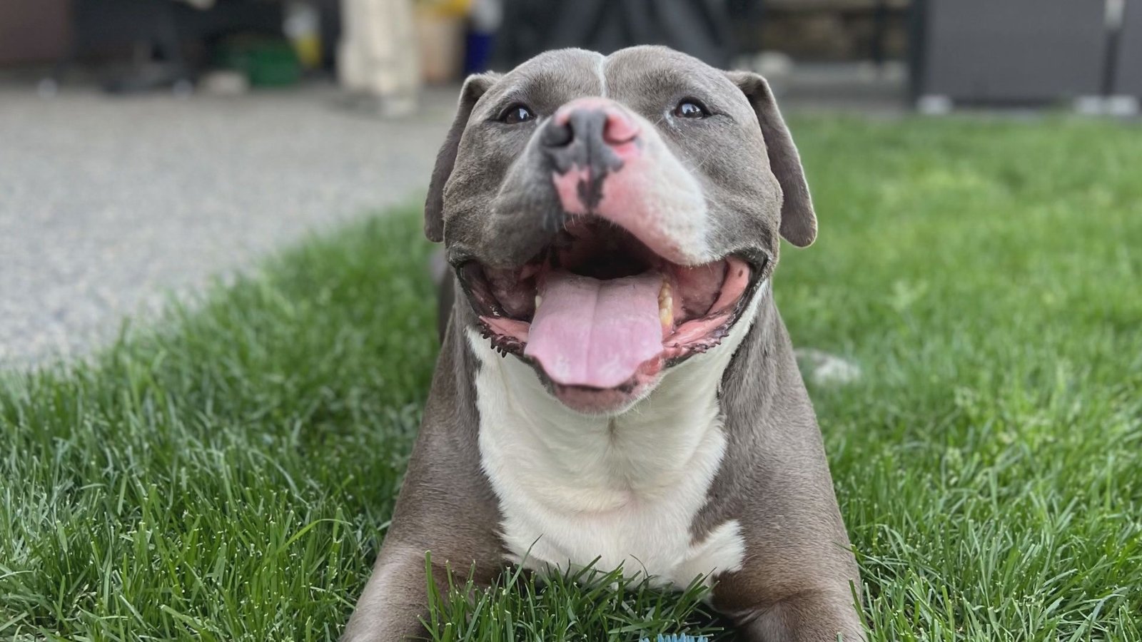 Click to play video: 'Langley Township pit bull owner sues over seizure of dog'