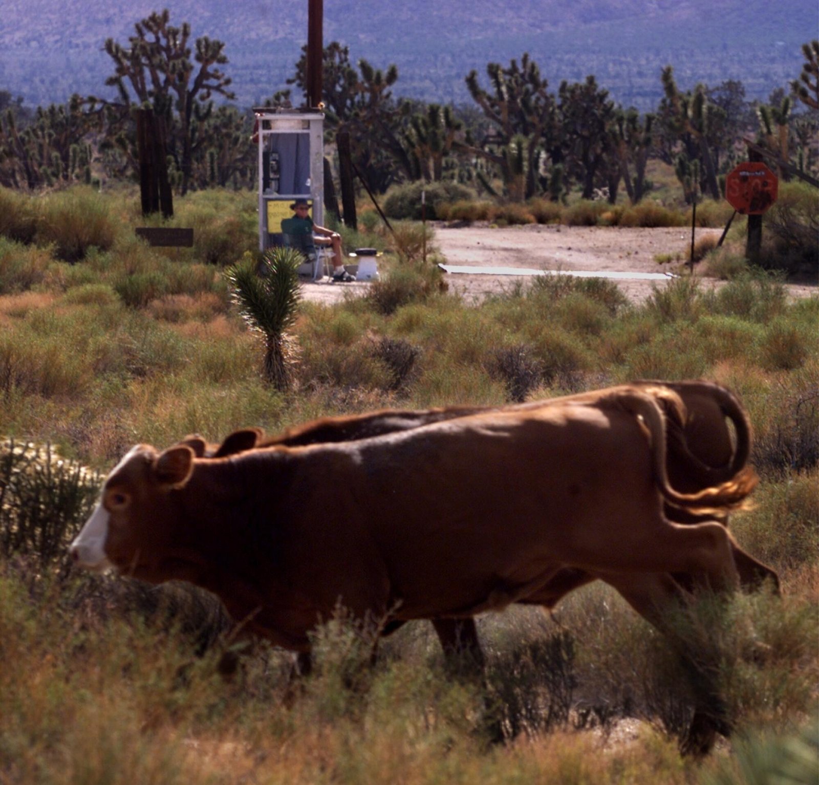 Cows run past Rick Carr and the Mojave Desert Phone Booth located about 20 miles from I–15.