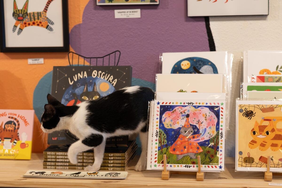 Foster kitten Sesame walks around a display in the store.