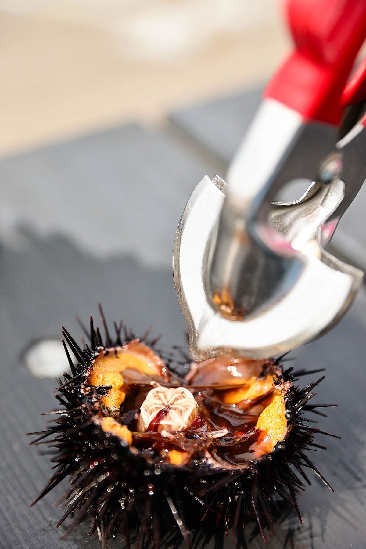 hokkaido sea urchin
