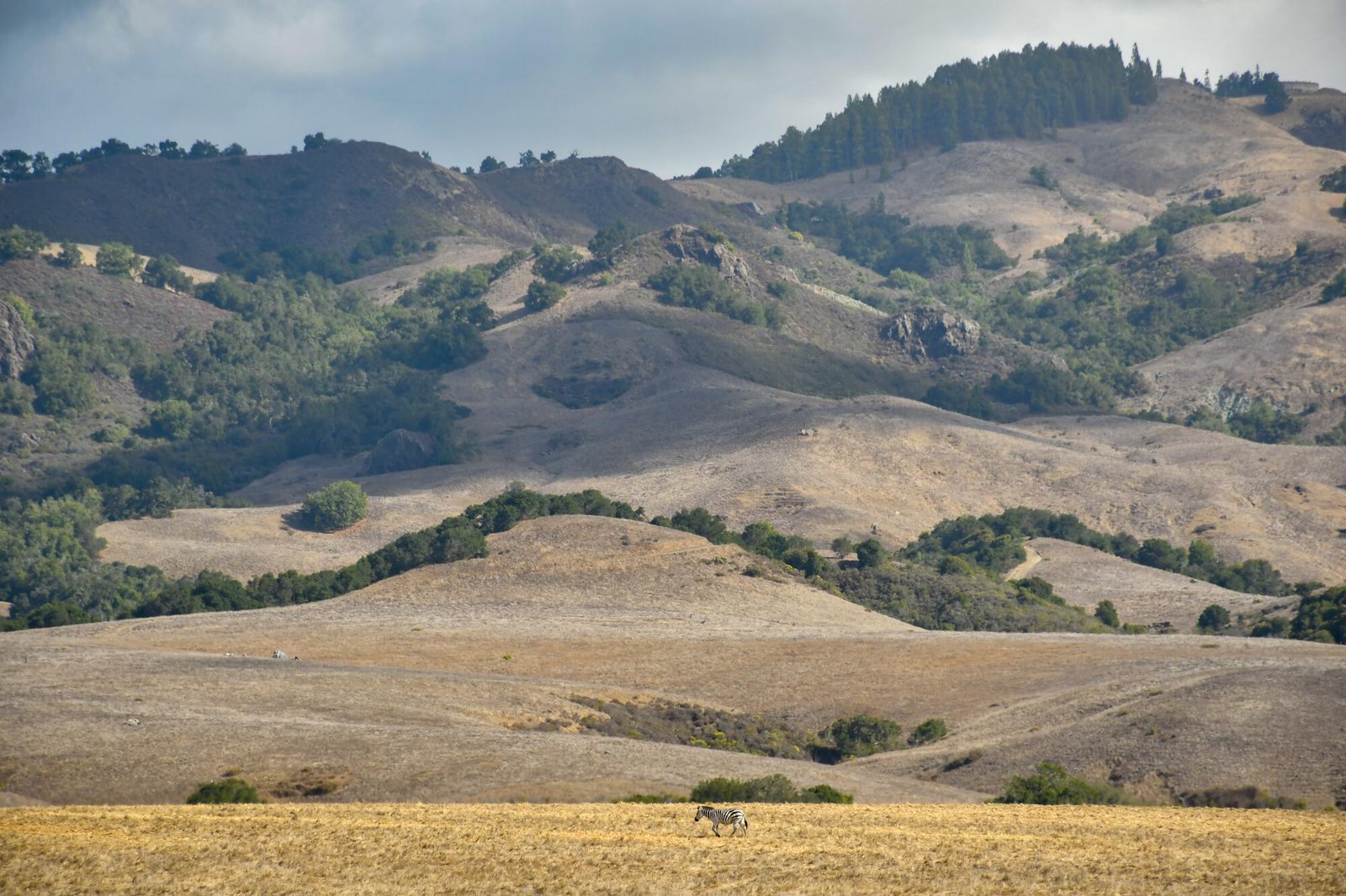 A zebra, part of the Hearst Castle animal collection, is seen from the visitor center off Highway 1 in San Simeon.