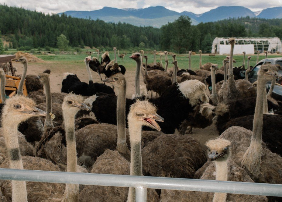 Ostrich_Farm_027.jpg