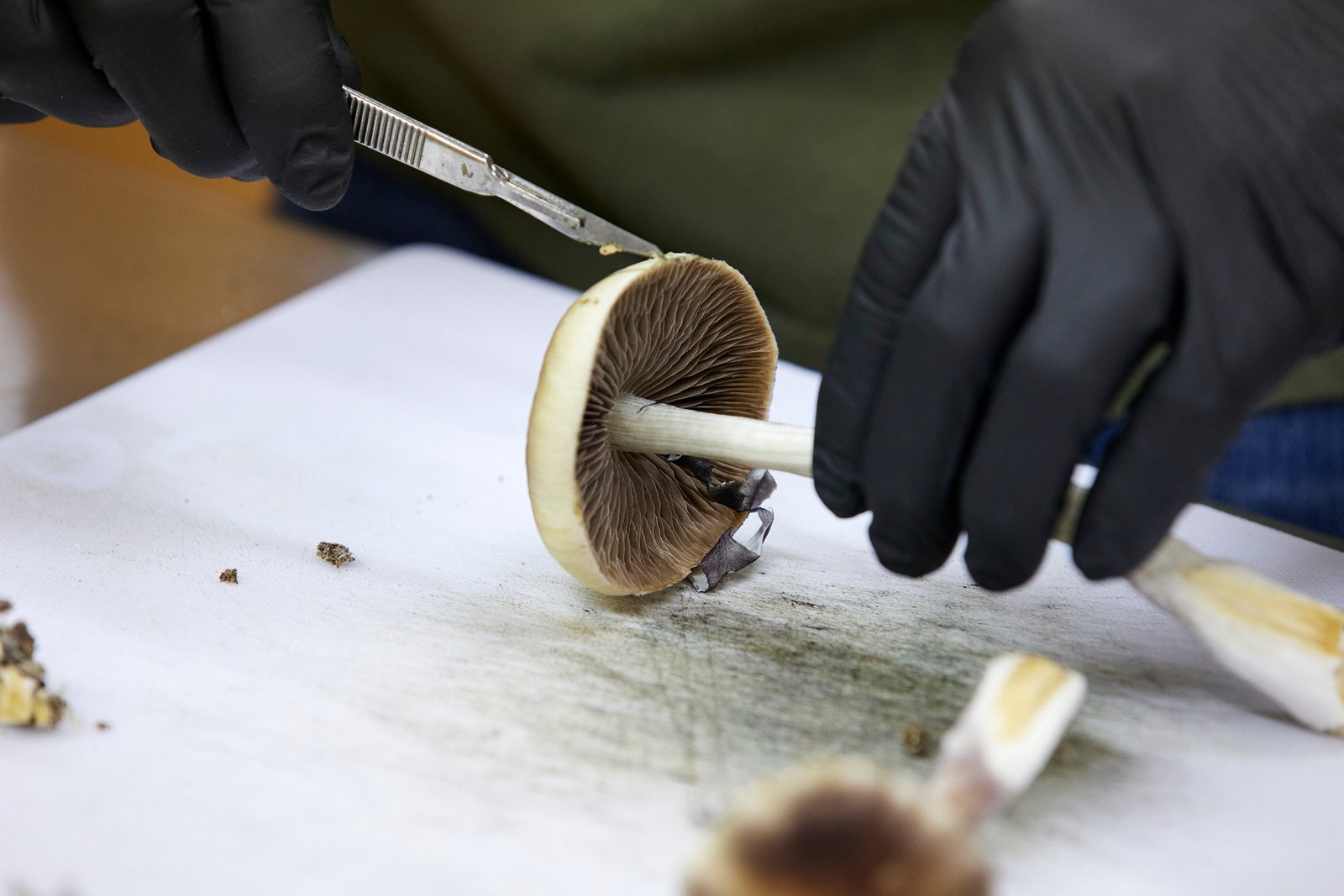 Two companies researching psilocybin, the active ingredient in magic mushrooms, got vouchers for expedited review