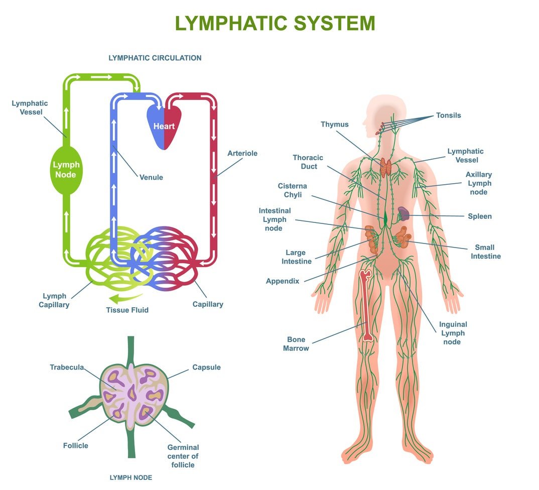 A diagram of the lymphatic system