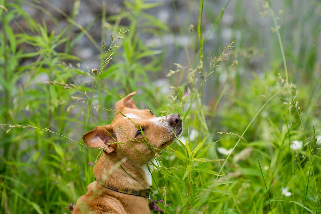 Grooming your pet regularly may help catch foxtails before they burrow into the skin